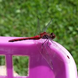 Close-up of insect