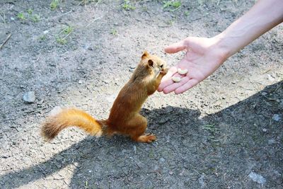 Squirrel eating cashew nuts from hand