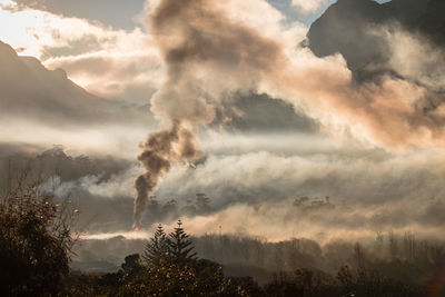 Smoke emitting from tree against sky