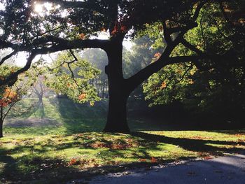 Trees growing in park during autumn