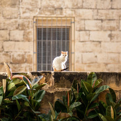 View of a cat against wall