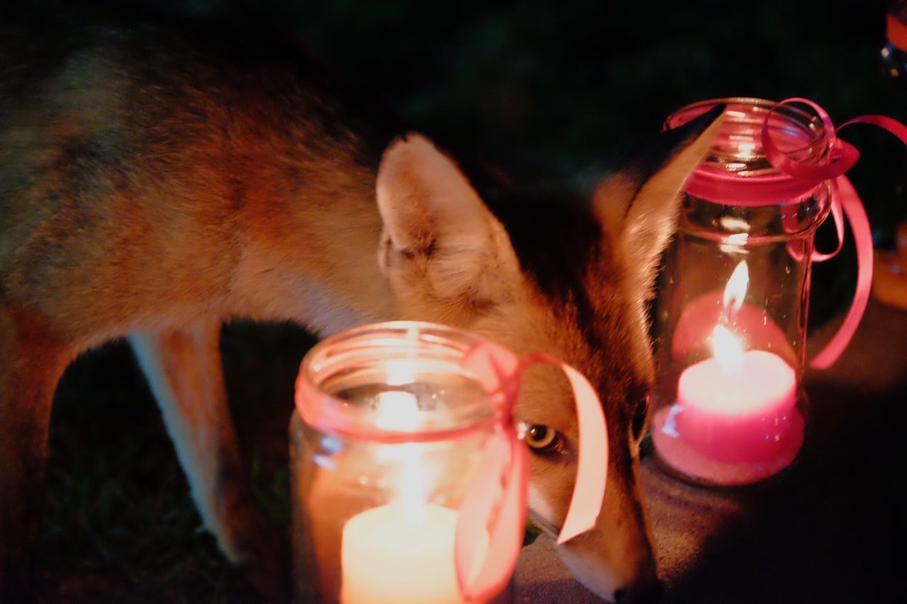 The fox wedding