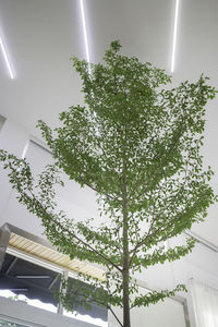 Low angle view of illuminated tree against sky