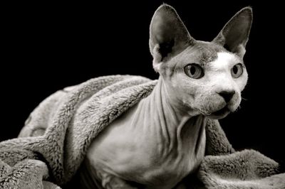 Close-up portrait of cat against black background