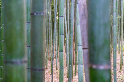 Close-up of bamboo trees in forest