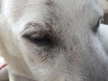 Close-up portrait of dog