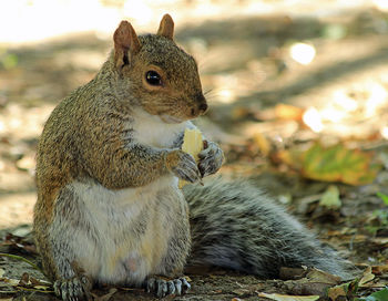 Close-up of squirrel sitting on field