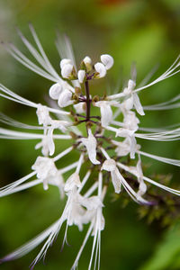 Close-up of white flowers