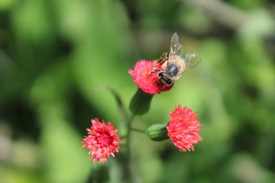 Close-up of butterfly pollinating on red flower