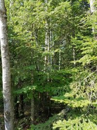 Plants growing on tree