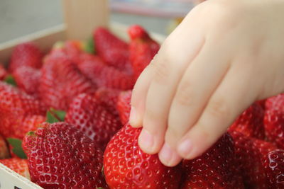 Close-up of hand holding strawberries