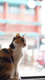 Close-up of a cat looking away