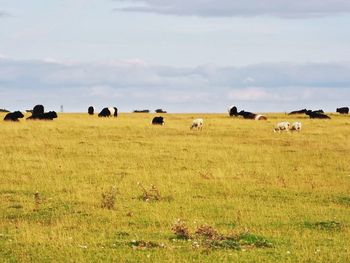 Sheep grazing in a field