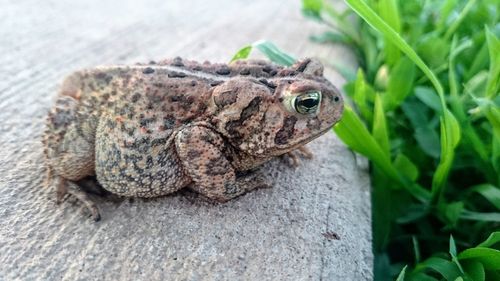 Close-up of frog on grass