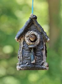 House wren feeding babies