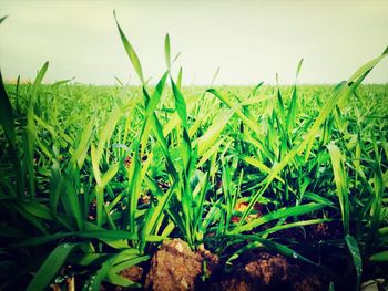 Crop growing in field