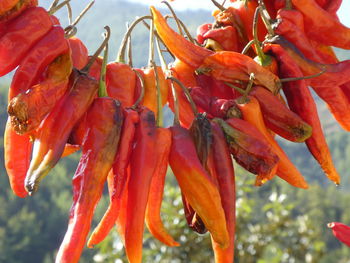 Close-up of red berries on plant