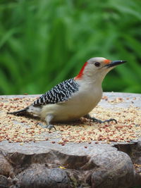 Close-up of bird perching on rock