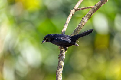 Close-up of bird perching on branch