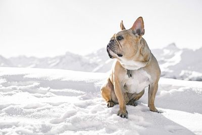 Close-up of dog on snow against sky