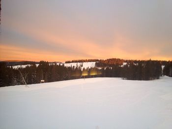 Trees on snow covered landscape