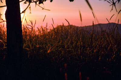 Close-up of stalks in field at sunset