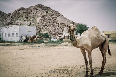 Portrait of camel