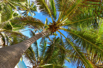 Low angle view of palm trees against sky