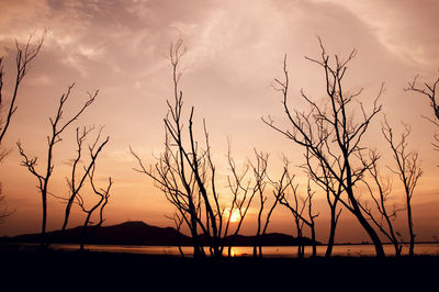 Silhouette bare trees against sky during sunset