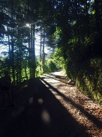 Road passing through trees