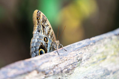 Close-up of butterfly on wood