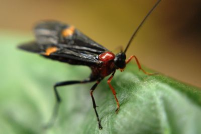 Close-up of insect