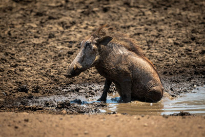 Common warthog sitting at waterhole in mud