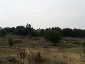 Trees on field against clear sky