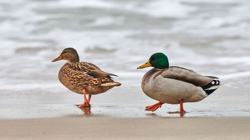 Two mallard waterfowl birds walking near baltic sea. close up of anas platyrhynchos, mallard duck