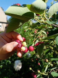 Midsection of person holding red berries