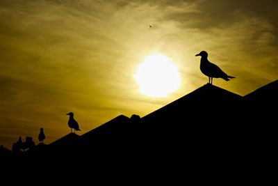 Low angle view of seagull perching on silhouette against sky during sunset