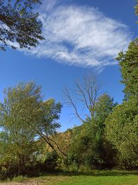 Low angle view of trees against sky