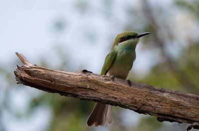 Close-up of bird perching on branch