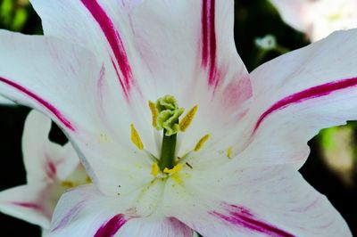 Close-up of pink flower