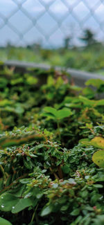 Close-up of plants growing on field