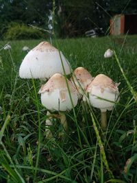 Close-up of mushroom growing on field