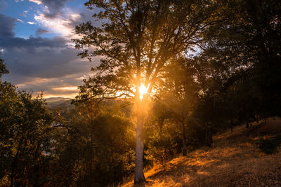 Sunlight streaming through trees during sunset