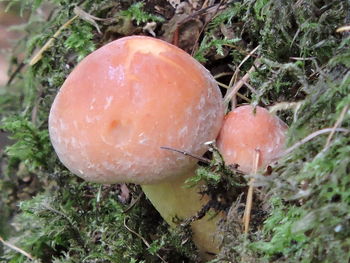 Close-up of fly agaric mushroom