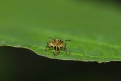 Close-up of spider on leaf