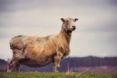 Lion standing in a field