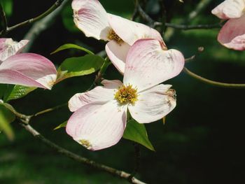 Close-up of pink flowers