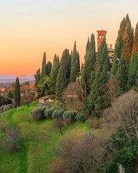 Plants and trees against sky during sunset