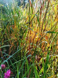 Close-up of flowering plants on land