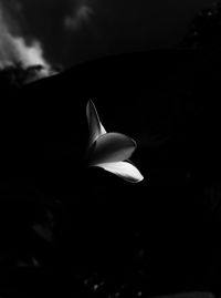 Close-up of white rose flower against black background